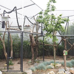 Northern yellow-throated marten exhibit, 2022-05-17