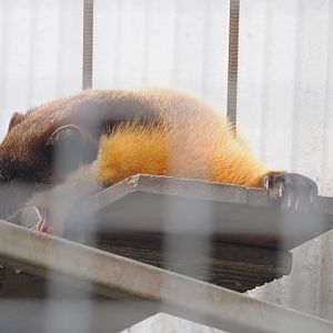 Northern yellow-throated marten (Martes flavigula aterrima), 2022-05-17