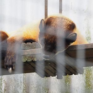 Northern yellow-throated marten (Martes flavigula aterrima), 2022-05-17