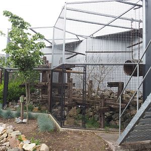 Pallas's cat exhibit, 2022-05-17