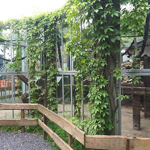 Birds and Yellow-spotted rock hyrax exhibit, 2022-05-17