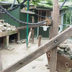 Birds and Yellow-spotted rock hyrax exhibit, 2022-05-17