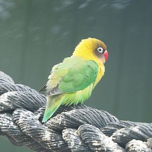 Black-cheeked lovebird (Agapornis nigrigenis), 2022-05-17