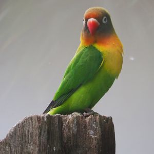 Black-cheeked lovebird (Agapornis nigrigenis), 2022-05-17