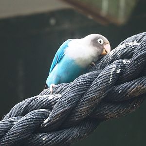 Blue mutation Black-cheeked lovebird (Agapornis nigrigenis), 2022-05-17