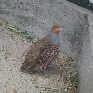 Grey partridge (Perdix perdix), 2022-05-17