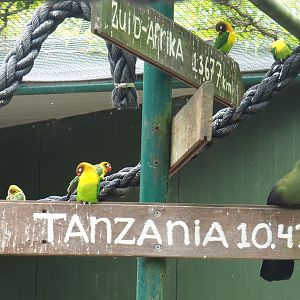 Black-cheeked lovebirds (Agapornis nigrigenis) and White-cheeked turaco (Menelikornis leucotis leucotis) on road signs, 2022-05-17