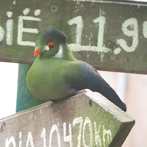 White-cheeked turaco (Menelikornis leucotis leucotis), 2022-05-17