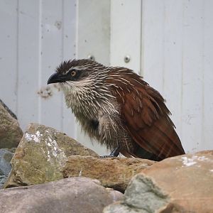 White-browed coucal (Centropus superciliosus), 2022-05-17