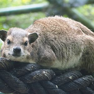 Yellow-spotted rock hyrax (Heterohyrax brucei), 2022-05-17