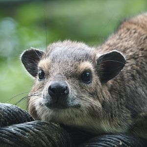 Yellow-spotted rock hyrax (Heterohyrax brucei), 2022-05-17