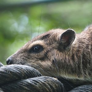 Yellow-spotted rock hyrax (Heterohyrax brucei), 2022-05-17