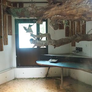 Birds and Yellow-spotted rock hyrax indoor exhibit, 2022-05-17