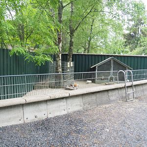 Domestic guinea pig exhibit, 2022-05-17