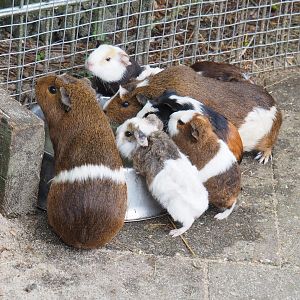 Domestic guinea pigs (Cavia porcellus), 2022-05-17