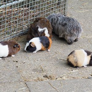 Domestic guinea pigs (Cavia porcellus), 2022-05-17