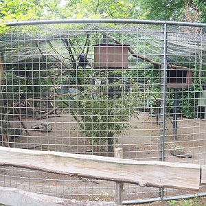 Common raven aviary, 2022-05-17