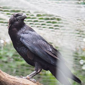 Common raven (Corvus corax corax), 2022-05-17