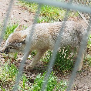 Corsac fox (Vulpes corsac), 2022-05-17