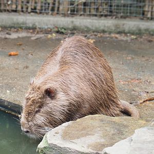Nutria (Myocastor coypus), 2022-05-17
