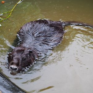 Nutria (Myocastor coypus), 2022-05-17