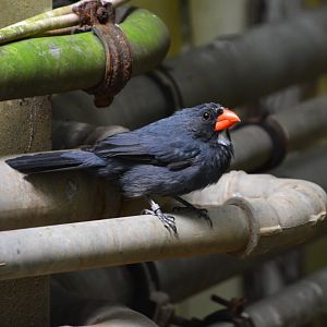 Slate-colored grosbeak (Saltator grossus)