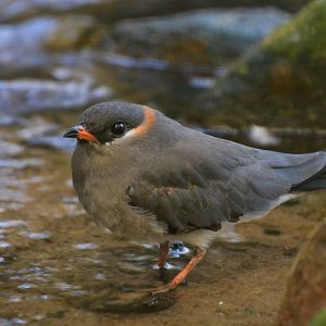Rock pratincole (Glareola nuchalis liberiae)