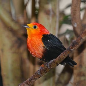 Crimson-hooded manakin (Pipra aureola)