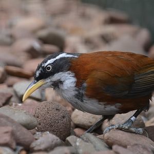 Chestnut-backed scimitar babbler (Pomatorhinus montanus)