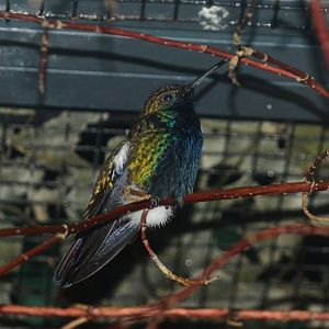 Black-throated mango (Anthracothorax nigricollis)