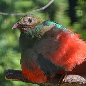 Golden-headed quetzal (Pharomachrus auriceps)