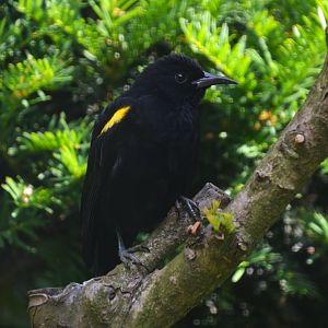 Epaulet oriole (Icterus cayanensis cayanensis)