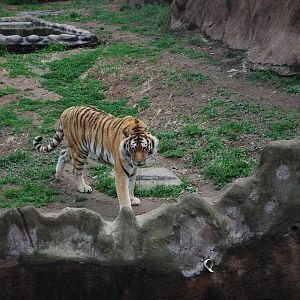 Siberian Tiger (Panthera tigris altaica)