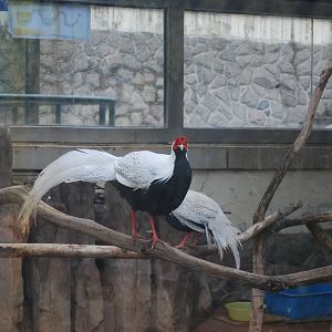 silver pheasant (Lophura nycthemera)