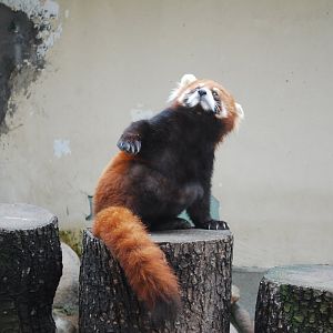 Chinese red panda (Ailurus styani)