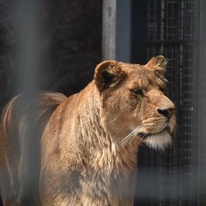lion (Panthera leo)