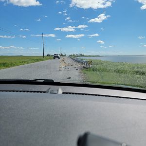 Dupont NC - Dead horseshoe crabs on road in