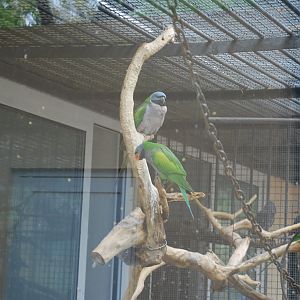 Lord Derby's parakeet (Psittacula derbiana)