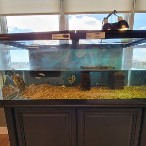 Dupont NC - Northern Diamondback Terrapins, 1.1