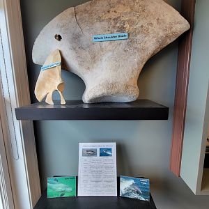 Dupont NC - "Whale" and "dolphin" shoulder blades