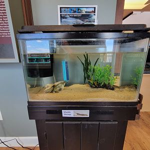 Dupont NC - Mantis shrimp