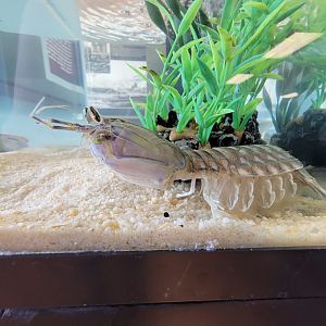 Dupont NC - Mantis shrimp
