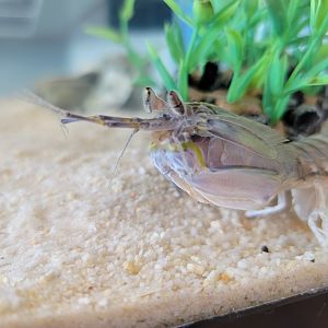 Dupont NC - Mantis shrimp