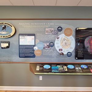 Dupont NC - Horseshoe crab info, history of the world during their existence