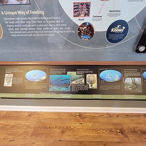 Dupont NC - Horseshoe crab info, history of the world during their existence