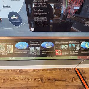 Dupont NC - Horseshoe crab info, history of the world during their existence