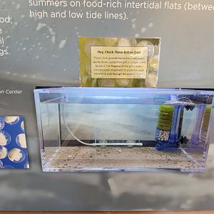 Dupont NC - Tank for baby horseshoe crabs