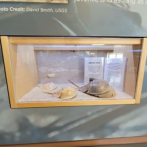 Dupont NC - Showing how the crabs shed their shells as they grow