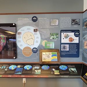 Dupont NC - Horseshoe crab info, history of the world during their existence