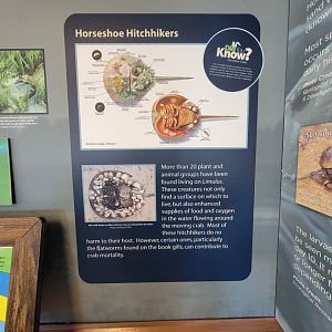 Dupont NC - Horseshoe crab anatomy